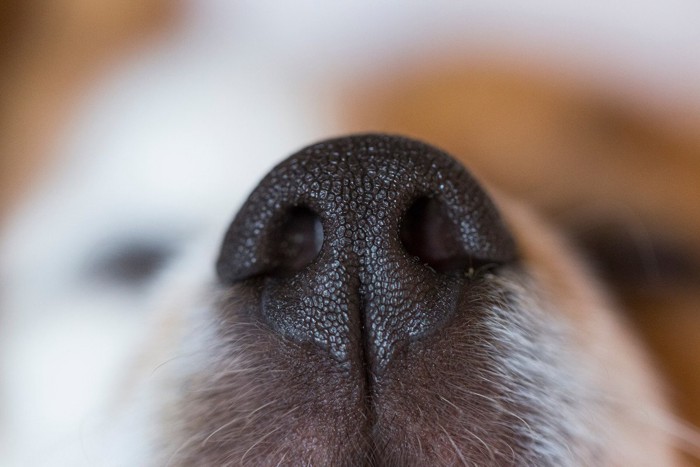 犬の鼻のアップ