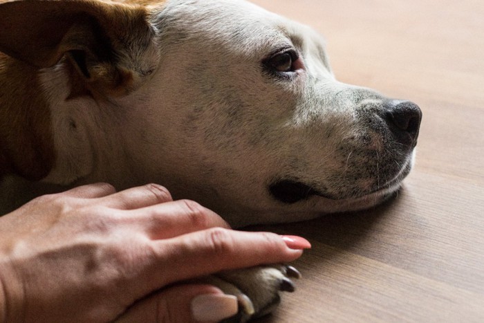 虚ろな目で横になる老犬