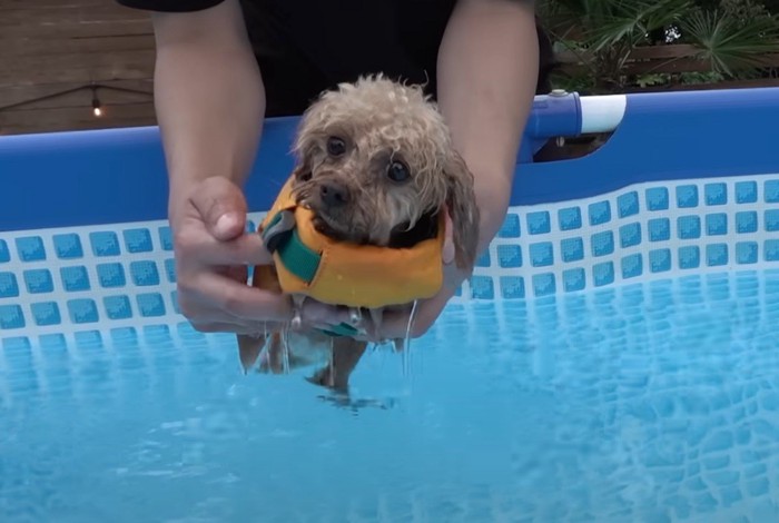 ライフジャケットに手が入ってしまった犬