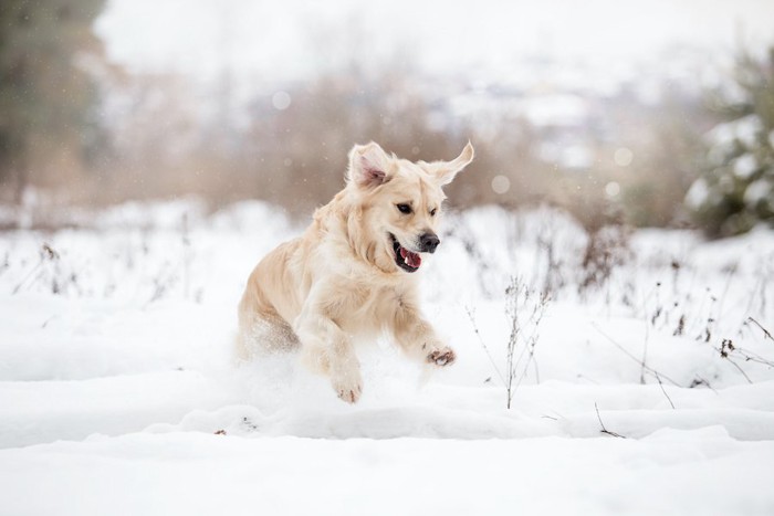 雪の中で遊ぶ犬