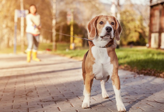 長いリードで散歩中の犬