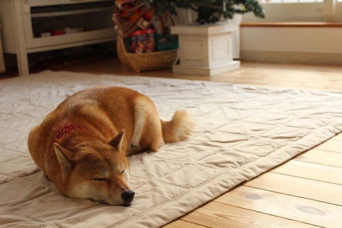 カーペットの上で眠る柴犬