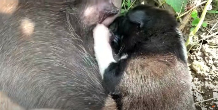 ミルクを飲む子犬