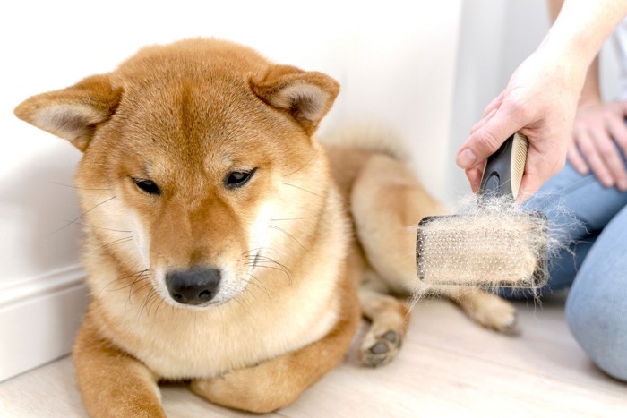 ブラッシング後のブラシから目をそらす柴犬