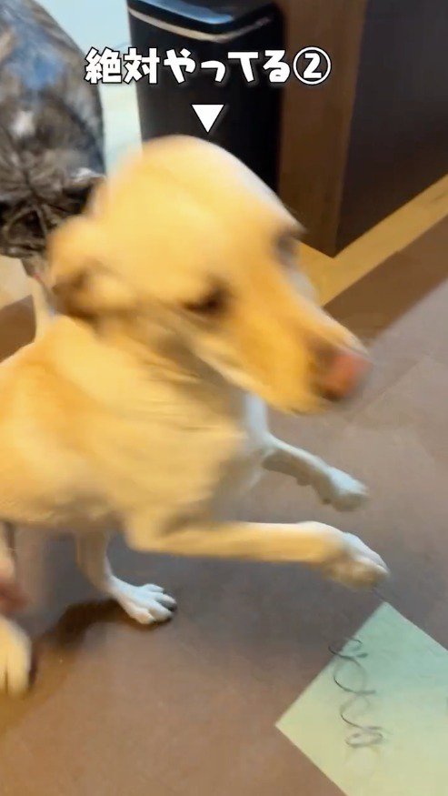 飼い主に飛びつく白いラブラドールレトリバー