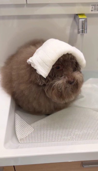 タオルが妙に似合う