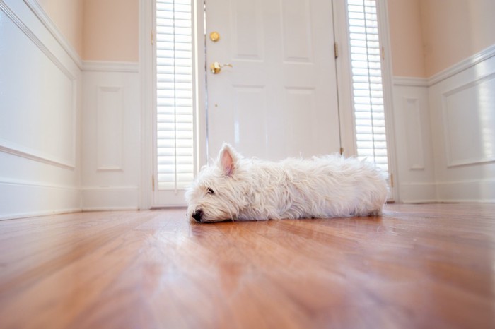 犬が留守番している