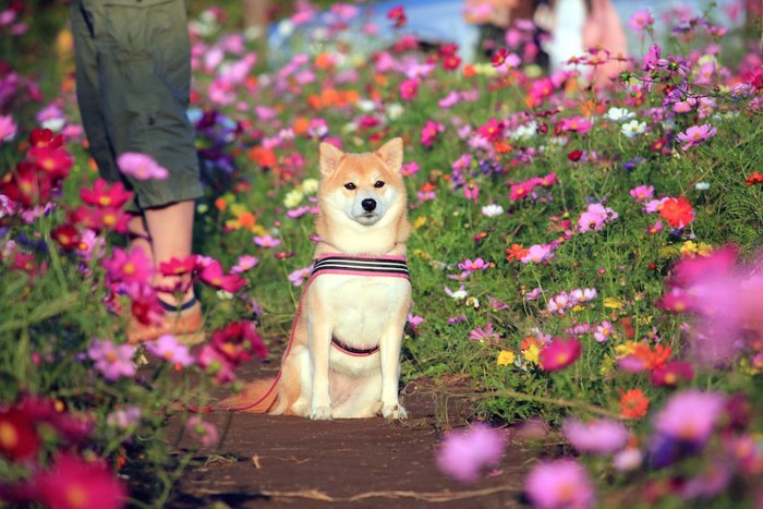 座る柴犬とコスモス畑