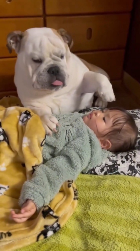 目が覚めて女の子の上から退く犬