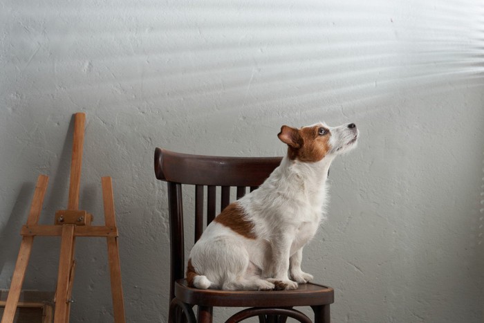 窓の外を見ている犬