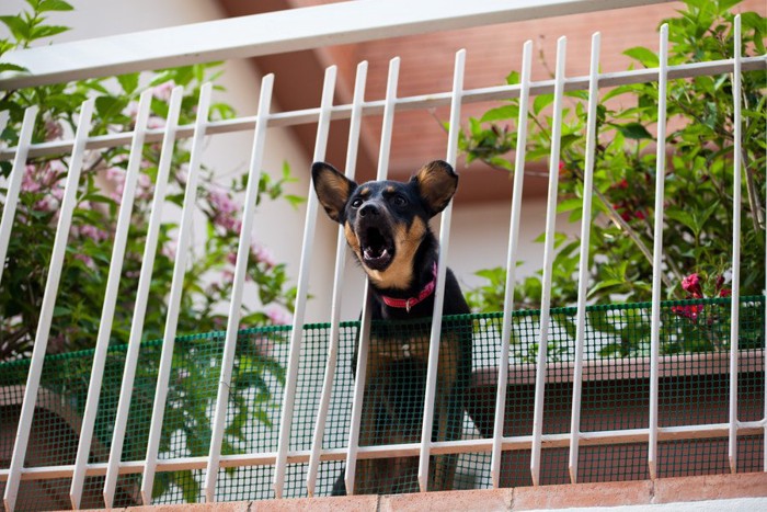 ベランダの柵の隙間から顔を出して吠える犬