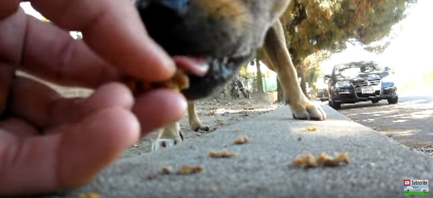 手から食べる犬