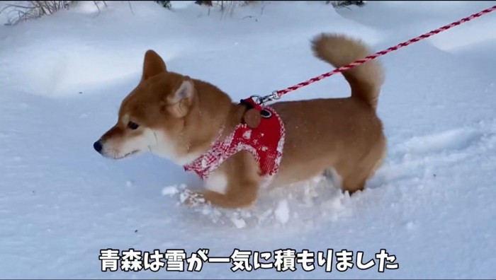 雪の上を歩く犬