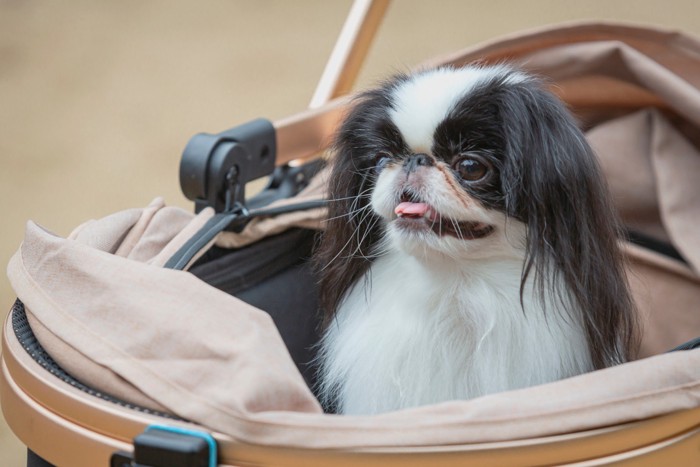 散歩カートに乗っている狆