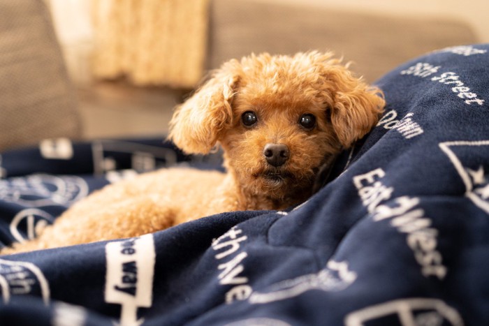 じっと見つめる犬