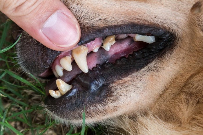 横から見た犬歯