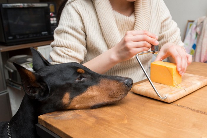 チーズを見つめる犬