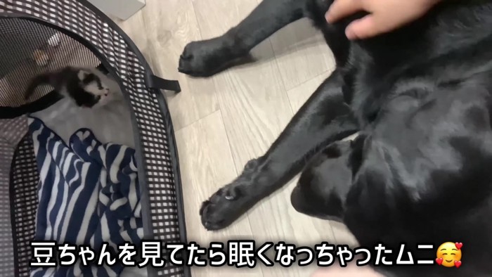 ムニちゃんも見守り