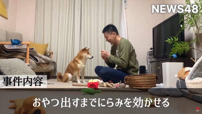 鋭い視線を送る柴犬