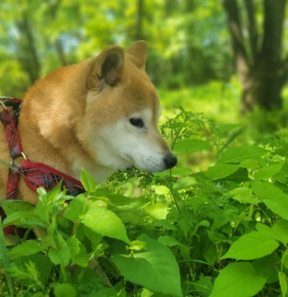 美しい光景