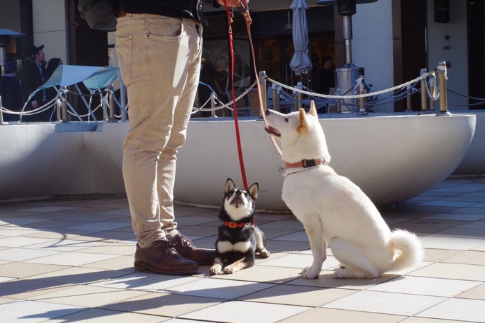 散歩中にふせとおすわりをする柴犬