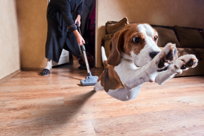 掃除機と犬