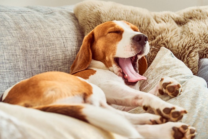 ソファーの上であくびをしている犬