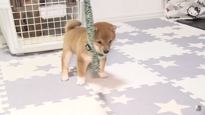 豆柴子犬の幾三くん