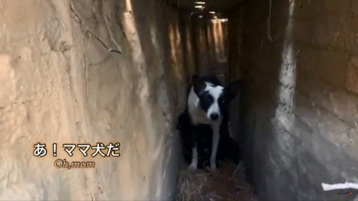 排水路にいる母犬