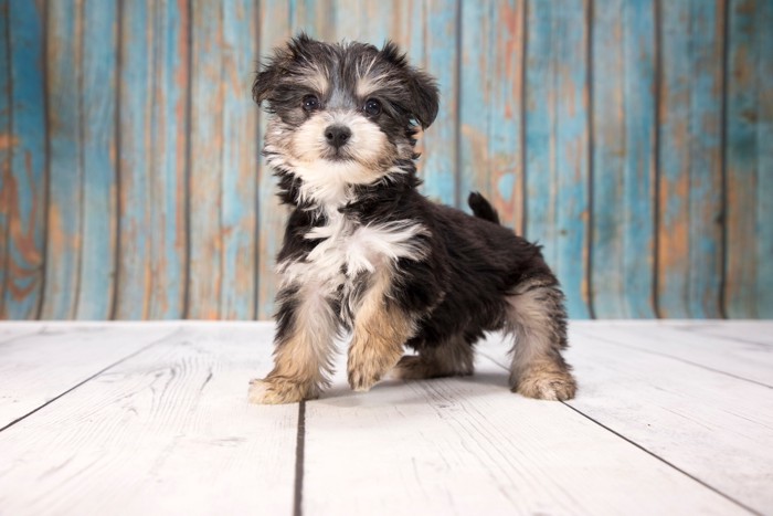 ウッドデッキの上に立っているヨープーの子犬