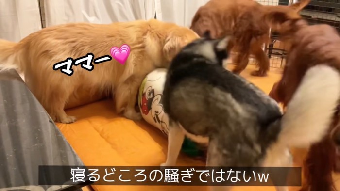 カオス状態の寝室