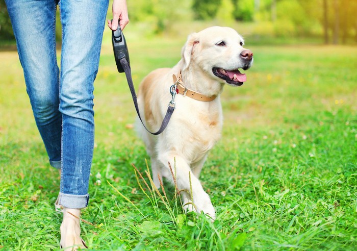 散歩中の犬