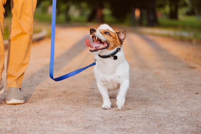 飼い主さんを見上げながらお散歩する犬