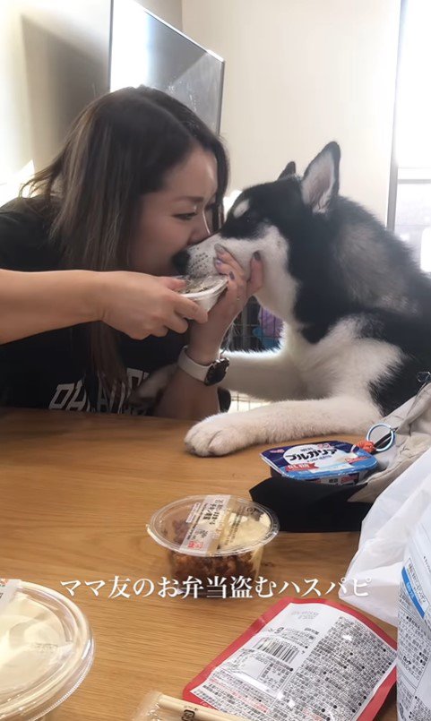 お弁当を盗む豆蔵くん7