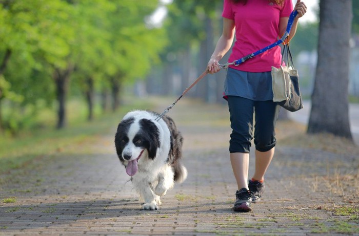 散歩する犬と女性