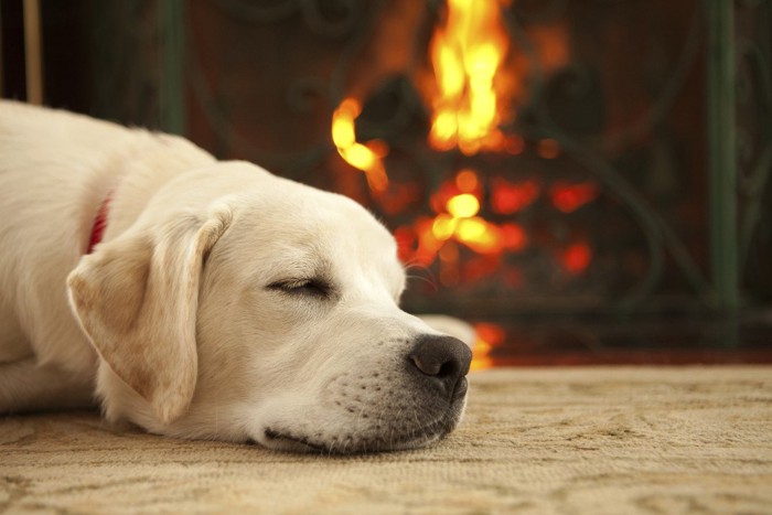 暖炉の前で寝る犬