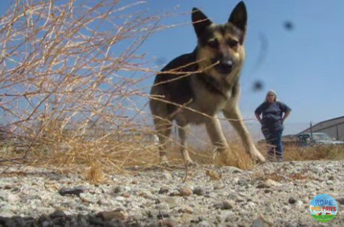 食べ物につられる犬