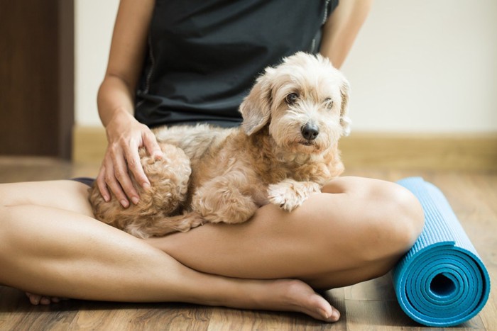 人の足に乗る犬