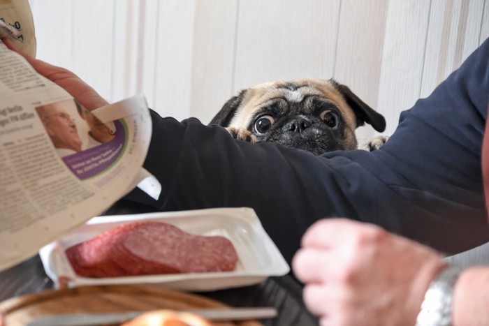 ご飯を狙う犬