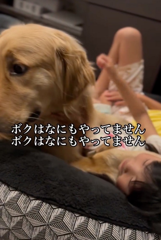 目を背ける大型犬