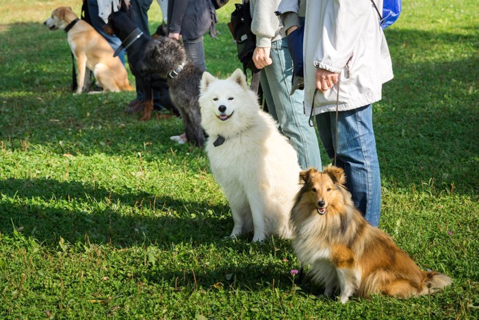 トレーニングを受けるたくさんの犬