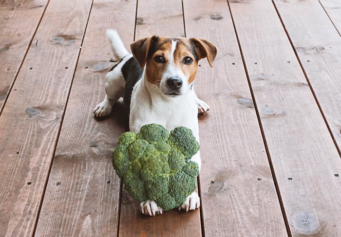 ブロッコリーを持つ犬