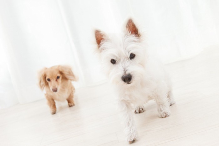 部屋の中を走る2匹の犬