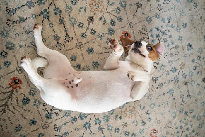 お腹を全開にして寝ている犬