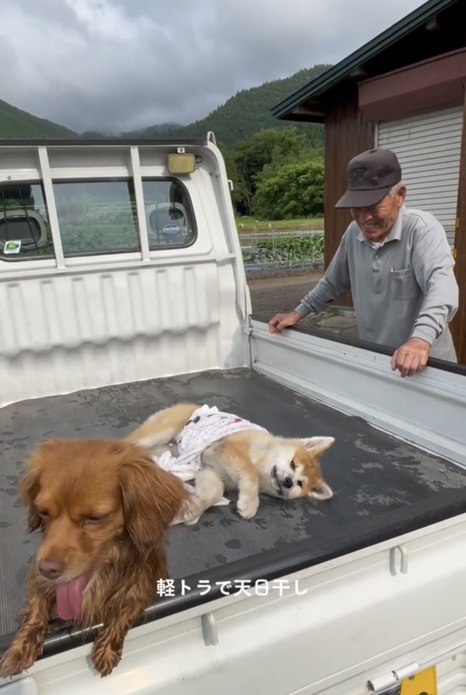 荷台で横になる犬