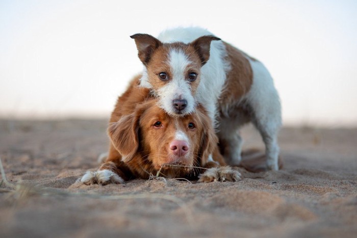 犬に乗っかる犬