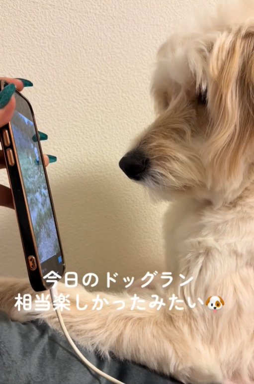画面を見る犬4