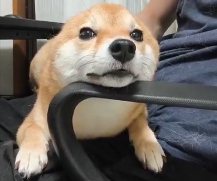 お耳が