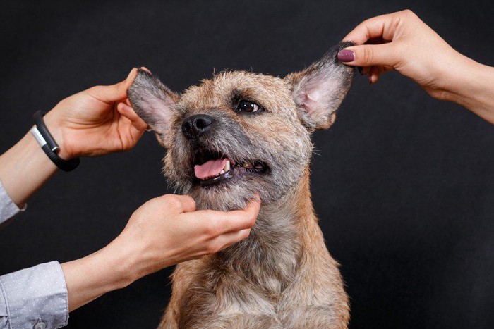 顔や耳を触られている犬