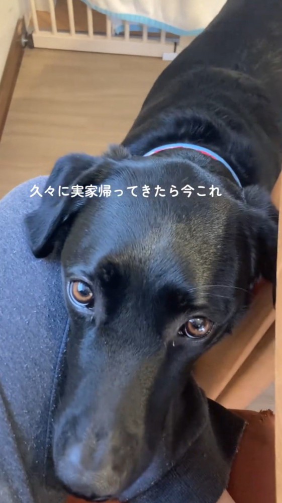 見つめ合う犬と女性